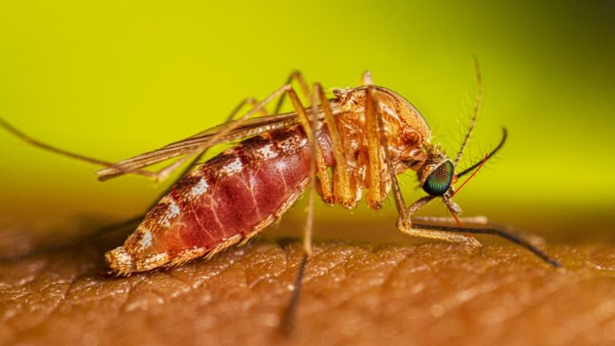 west-nile-california-muoi